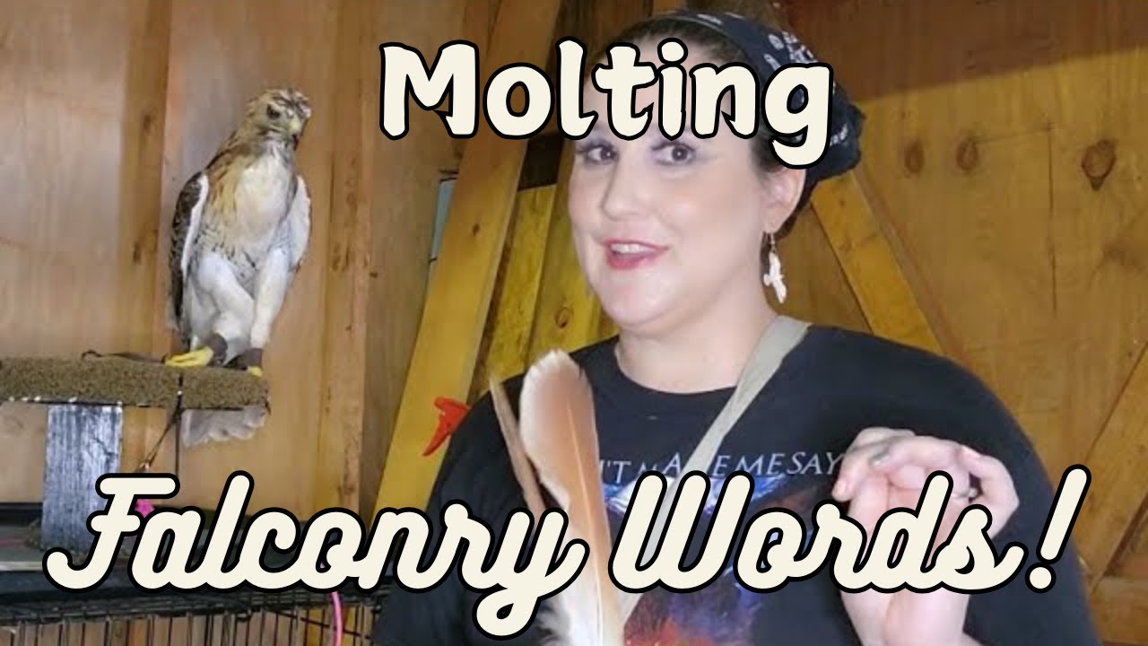 Falconry Words: Molting