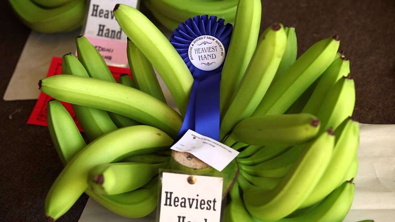 INNISFAIL AND DISTRICT SHOW BANANA EXHIBIT AND AUSTRALIAN BANANA PACKING CHAMPIONSHIPS