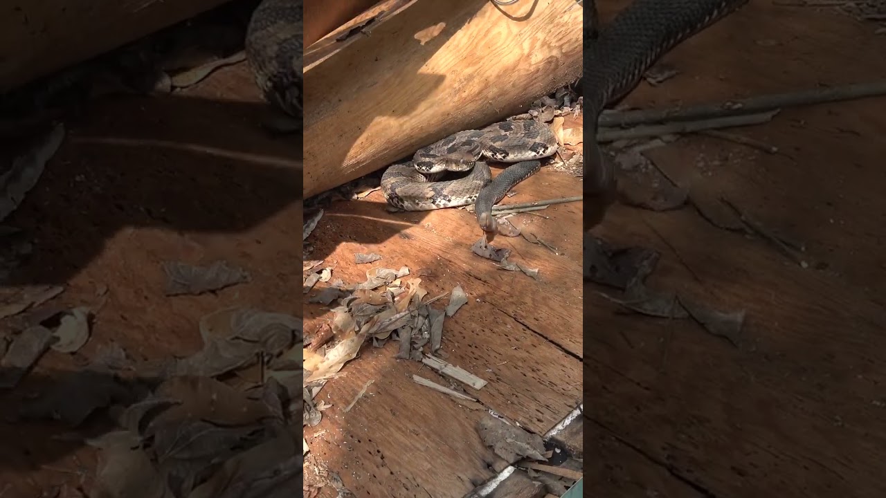 Huge Rattle on BIG Rattlesnake!