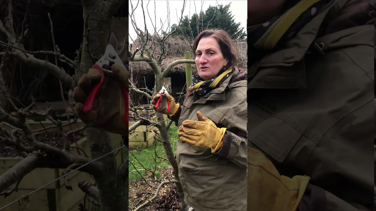Pruning an Espalier Fruit Tree