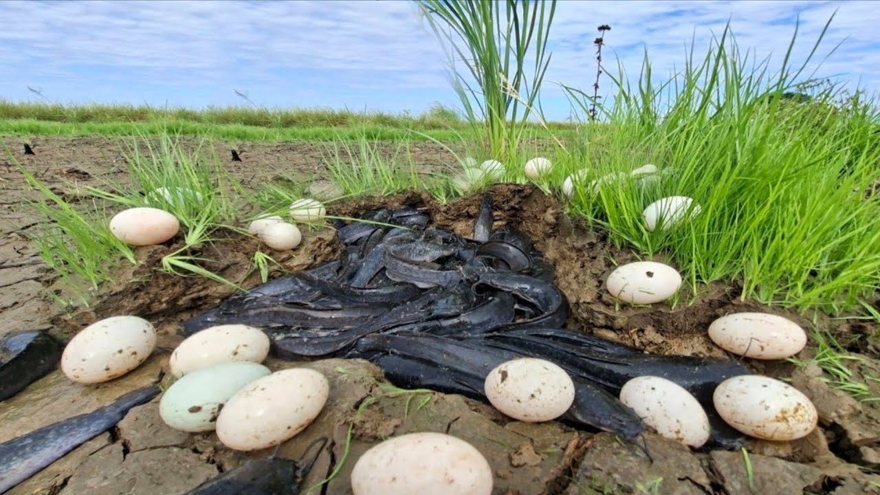 Wow amazing fishing - a female fisherman catch a lot of fish and pick duck eggs in the rice fields 