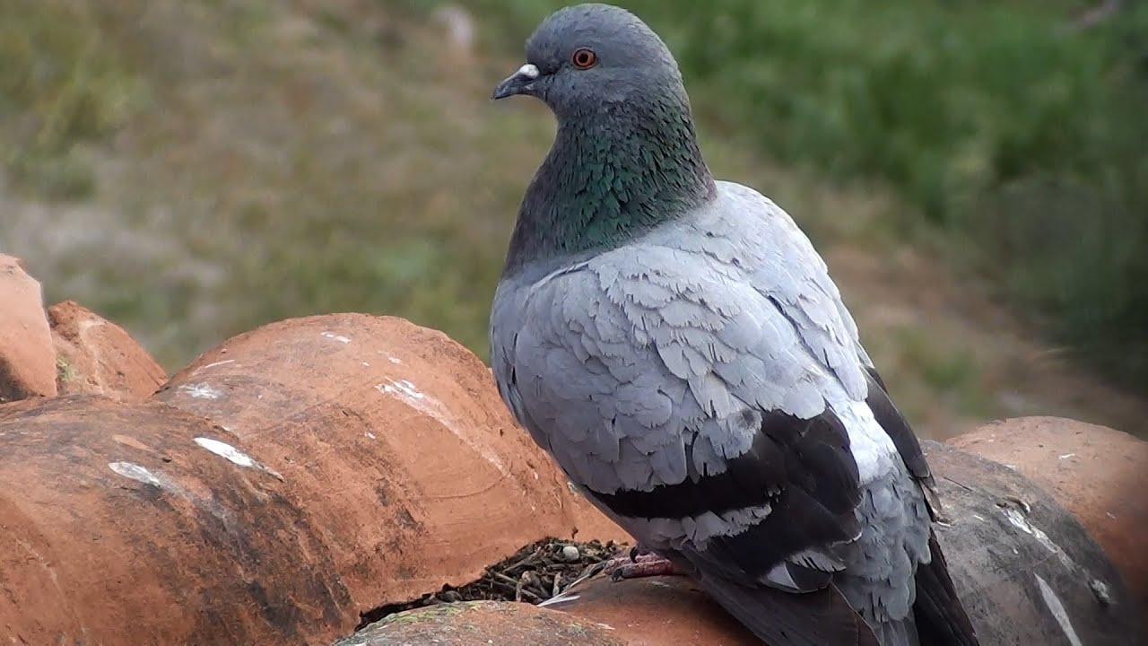 Paloma brav&iacute;a (Columba livia) Rock Dove