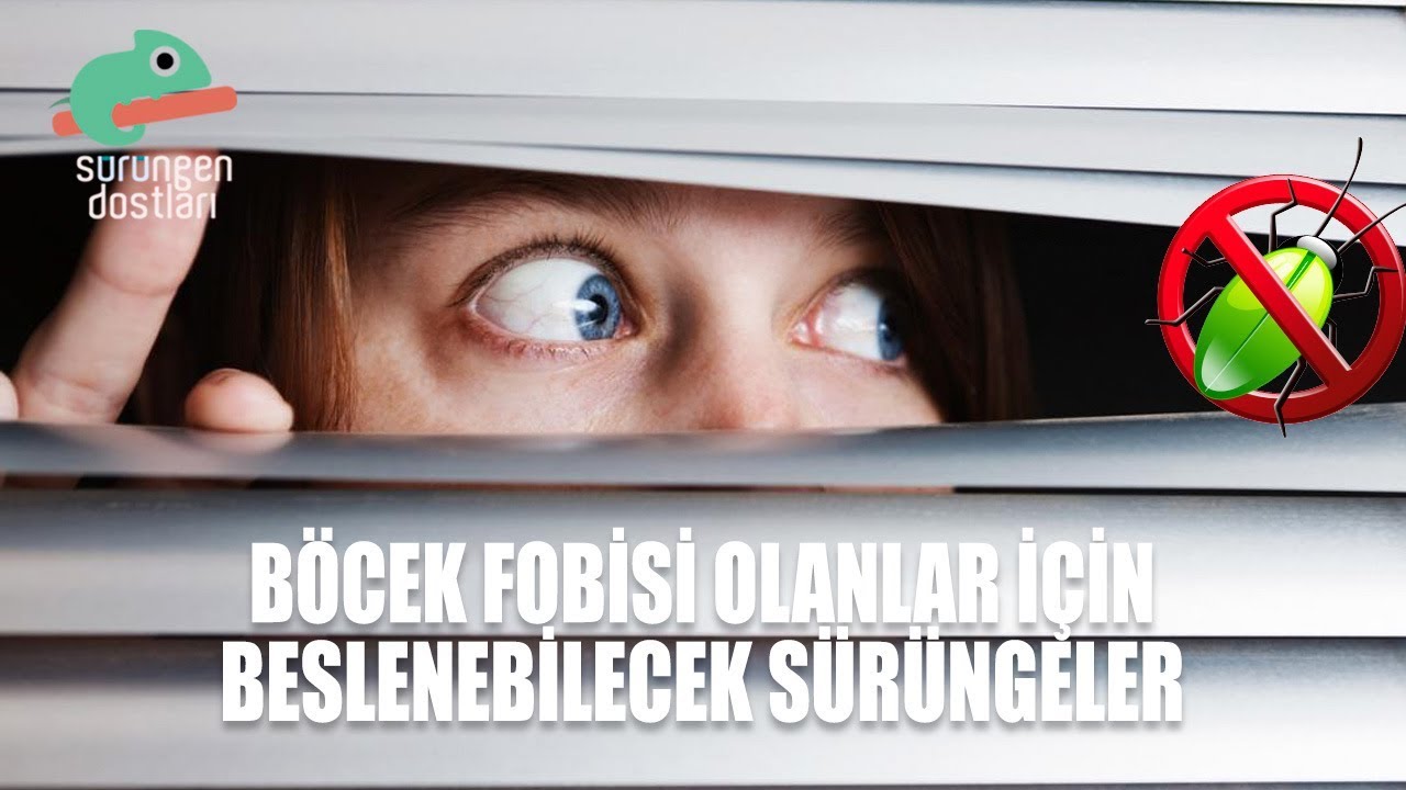 Evde Böcek Bulundurmadan Besleyebileceğiniz Sürüngenler