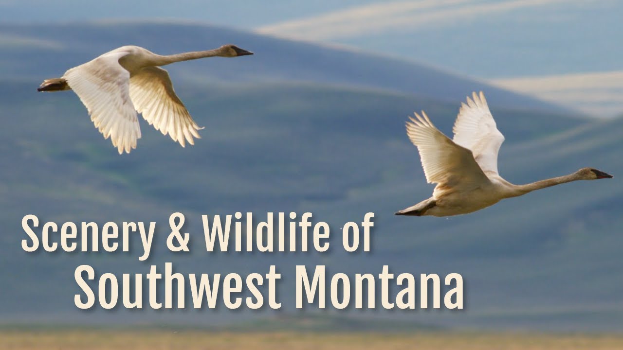 Incredible wildlife and beautiful landscapes in Montana