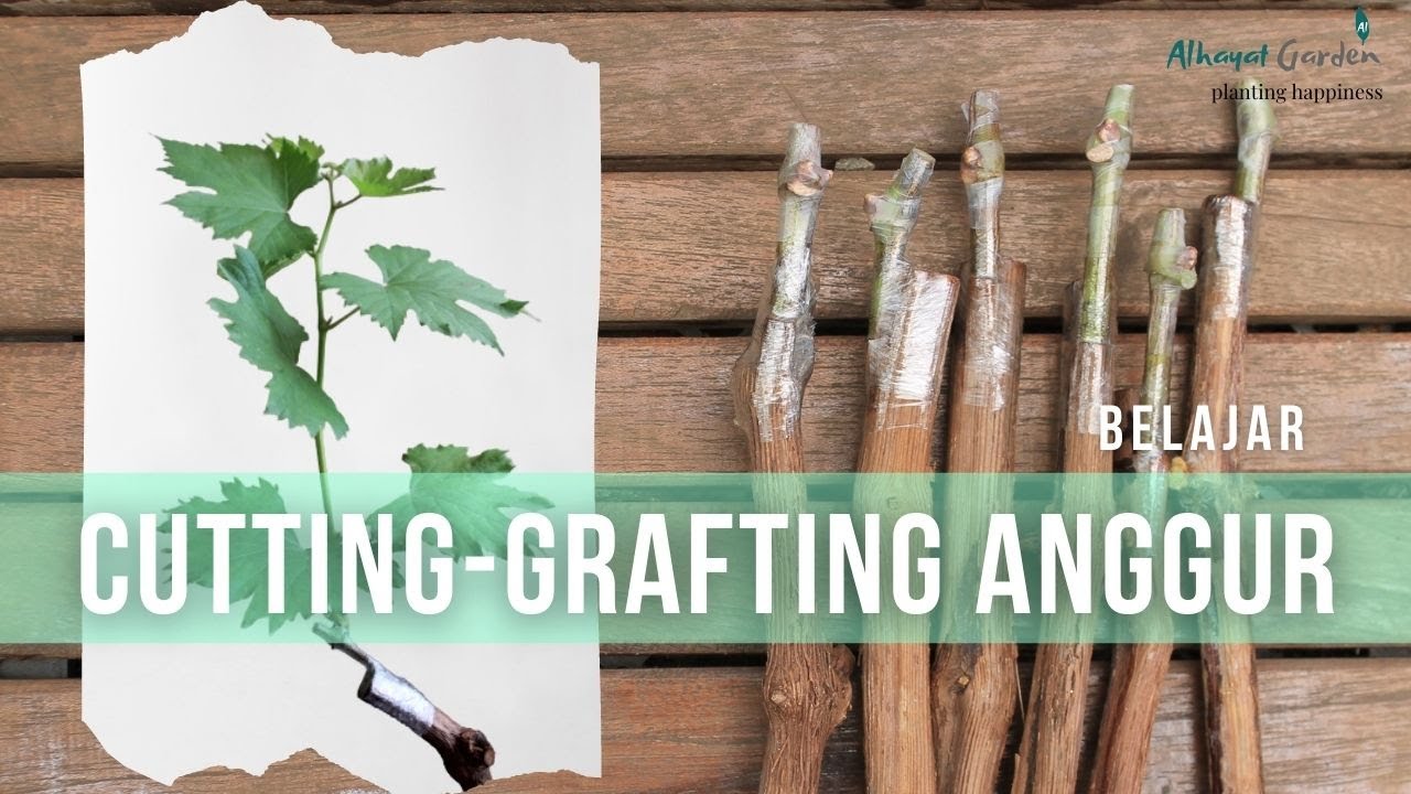 Cara Membuat Bibit Anggur Cutting-Grafting || Pemula Pasti Bisa