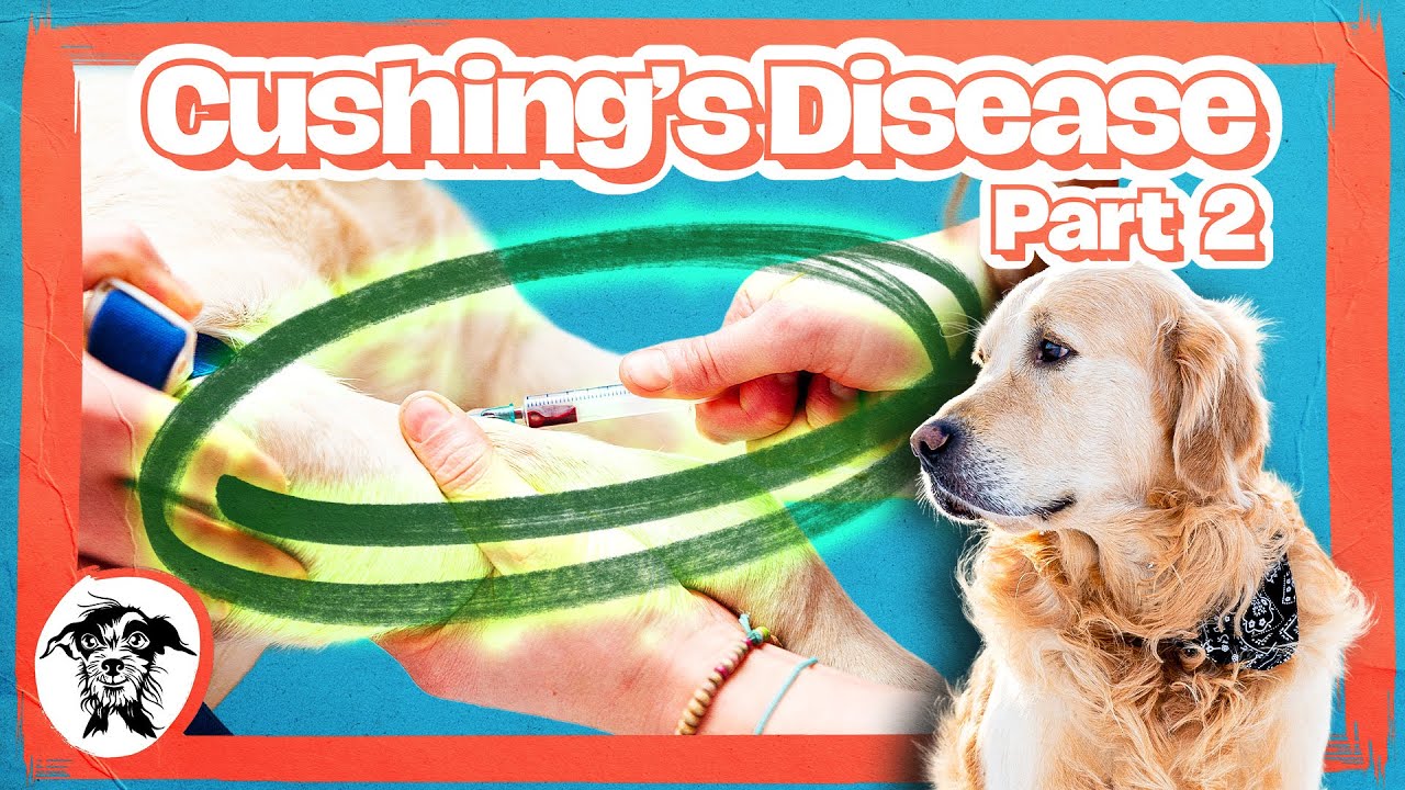 012 - Cracking Cushing’s: Pitfalls, Steroids, and Smart Screening w/ Dr. Amy Oberstadt (Part 2)