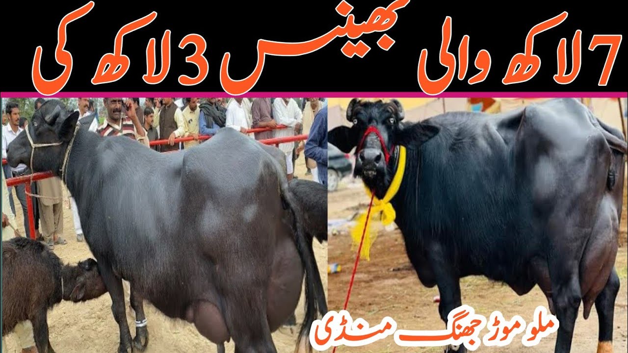 Today Malomur Jhang Mandi || Niliravi Buffalo Fresh Rate Latest Updates || Jhang Janwar Mandi 🐂❤️‍🔥 