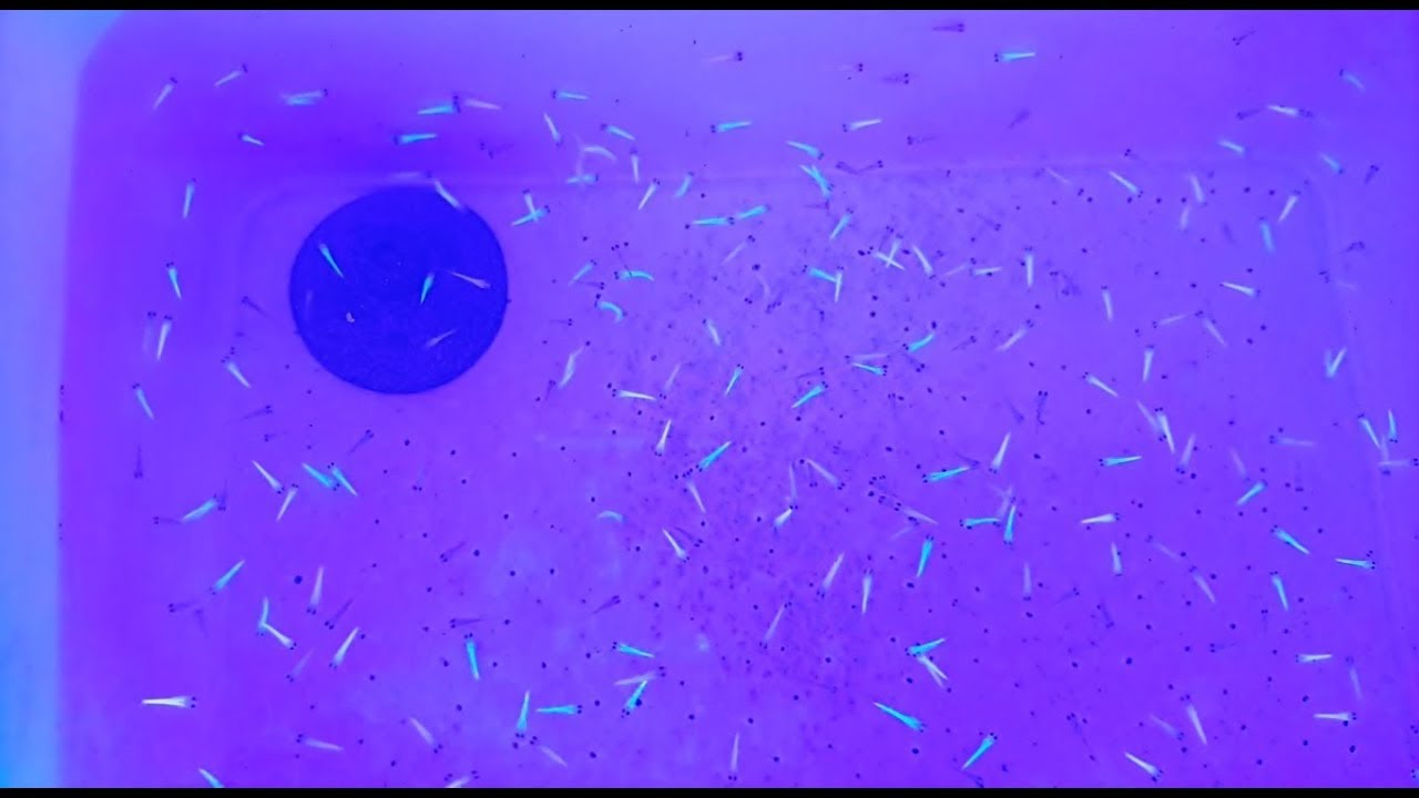 Zebra Danio Yavrulama ve 4-5 ve 15.Gün Aşamaları