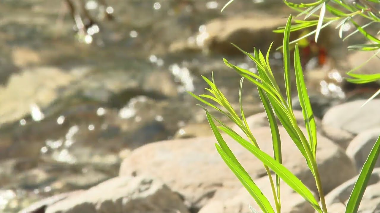 Federally imposed temporary solution to Water Pact disagreement grows more likely