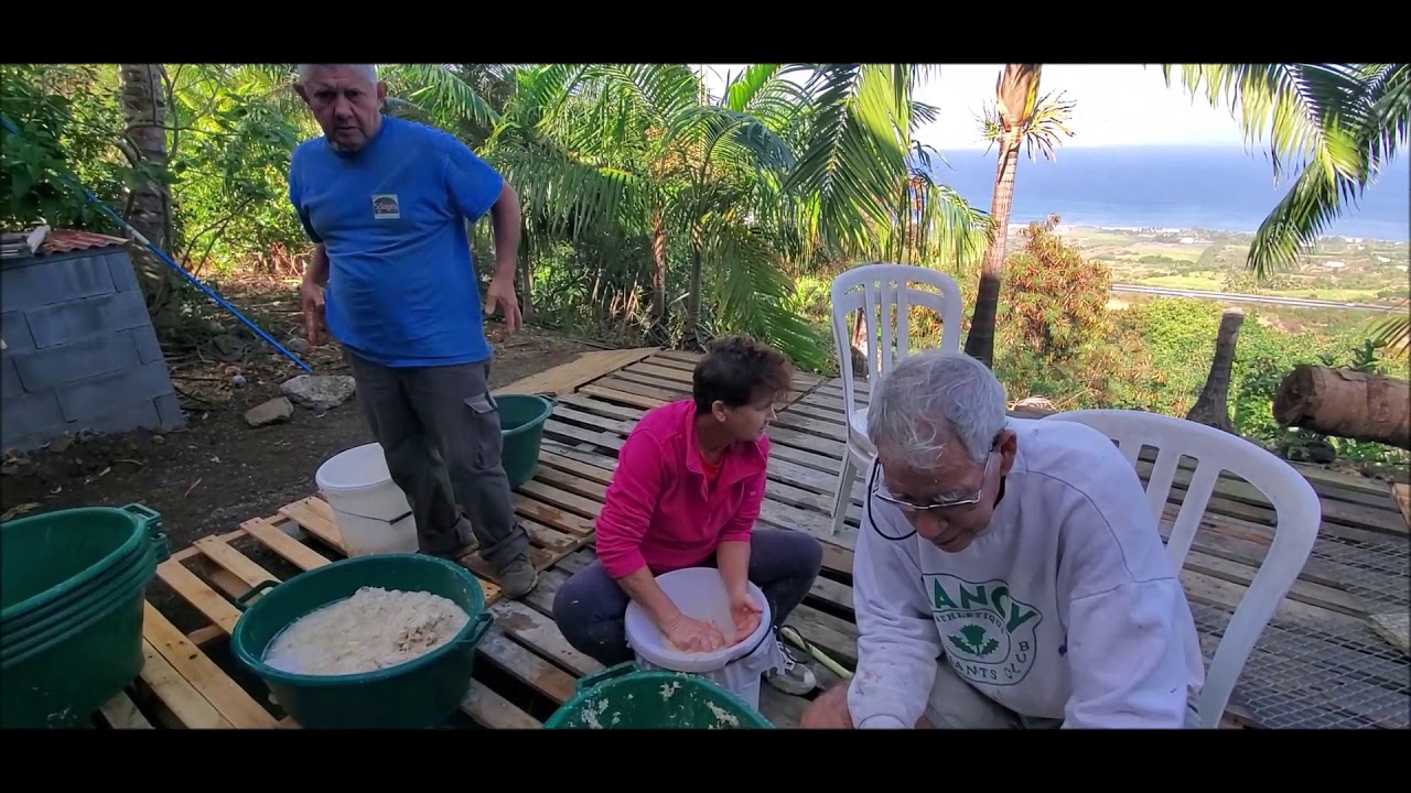 Élaboration de la farine d'arrow root (la rouroute)