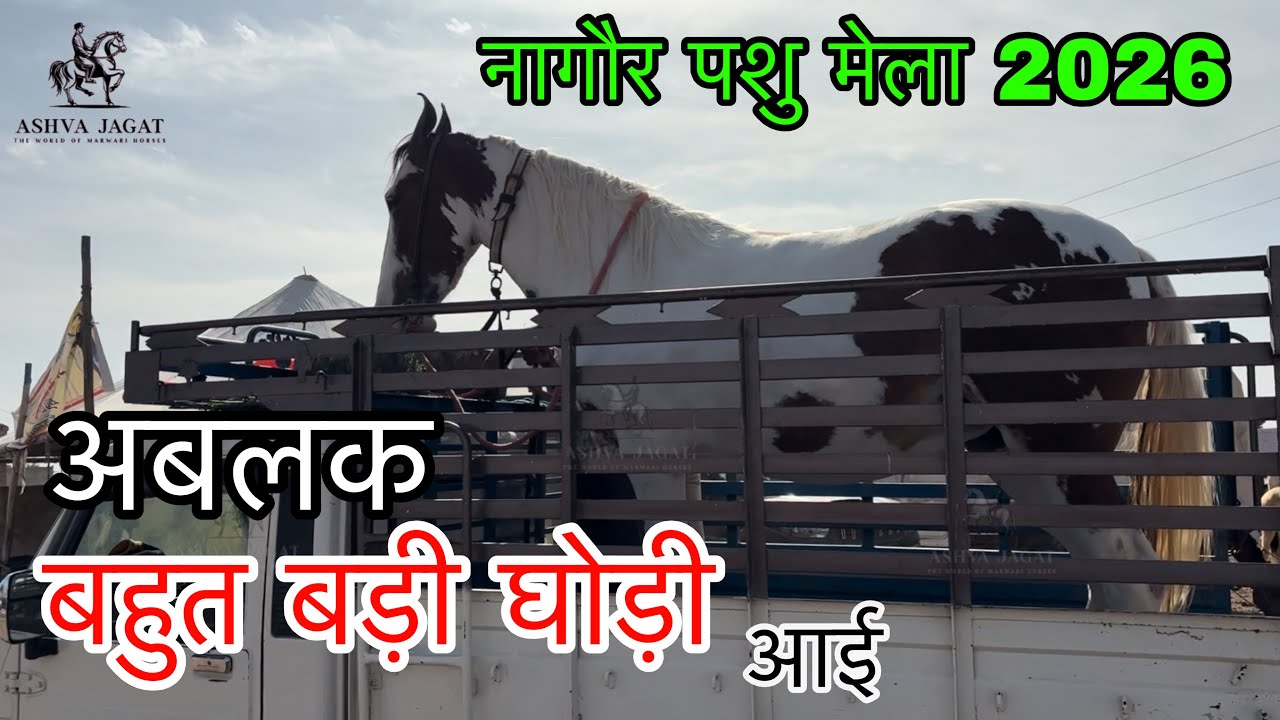 बड़ी बड़ी घोड़ियाँ लेकर नागौर मेले में पहुँचे व्यापारी #horseforsale #marwarihorse #horse 