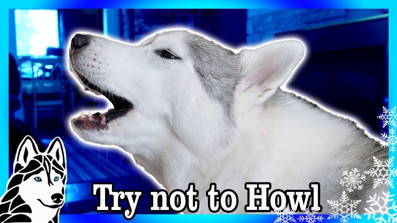 TRY NOT TO HOWL CHALLENGE | Dogs React to Howling