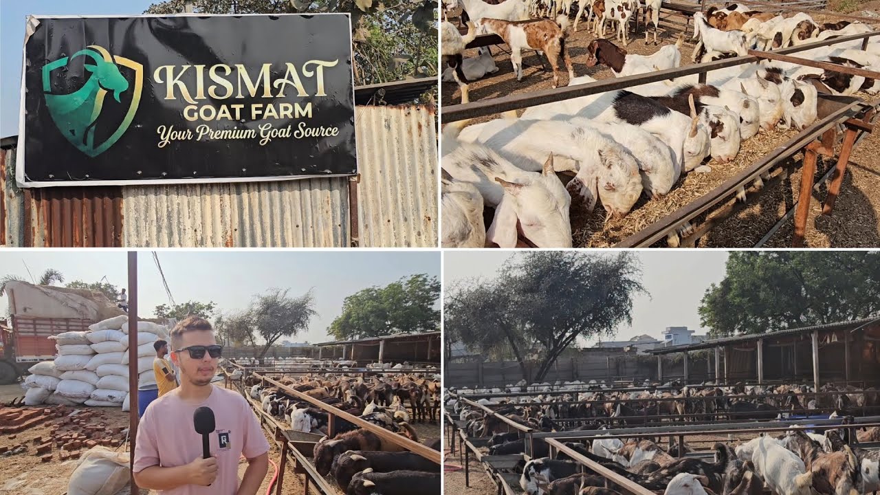 Kismat Goat Farm Surat Full Farm Tour | Sojat , Ajmera , Gujri And Full Stock Of Feed.