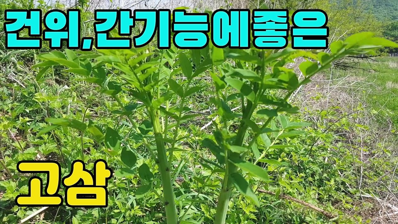 고삼(고삼)-한국의약용식물, 건위작용과 간기능회복에좋은 산나물,들나물