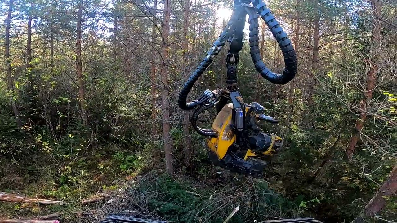 Aurattua Ensiharvennusta Ponsse Scorpion H6