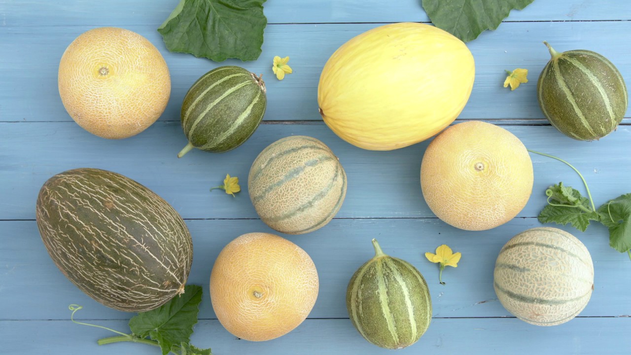 Nos conseils de culture : melons