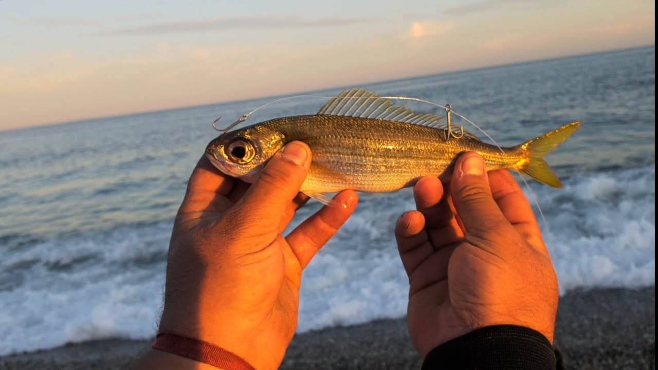 PESCANDO al VIVO, Buscando DEPREDADORES,SURFCASTING GRANADA