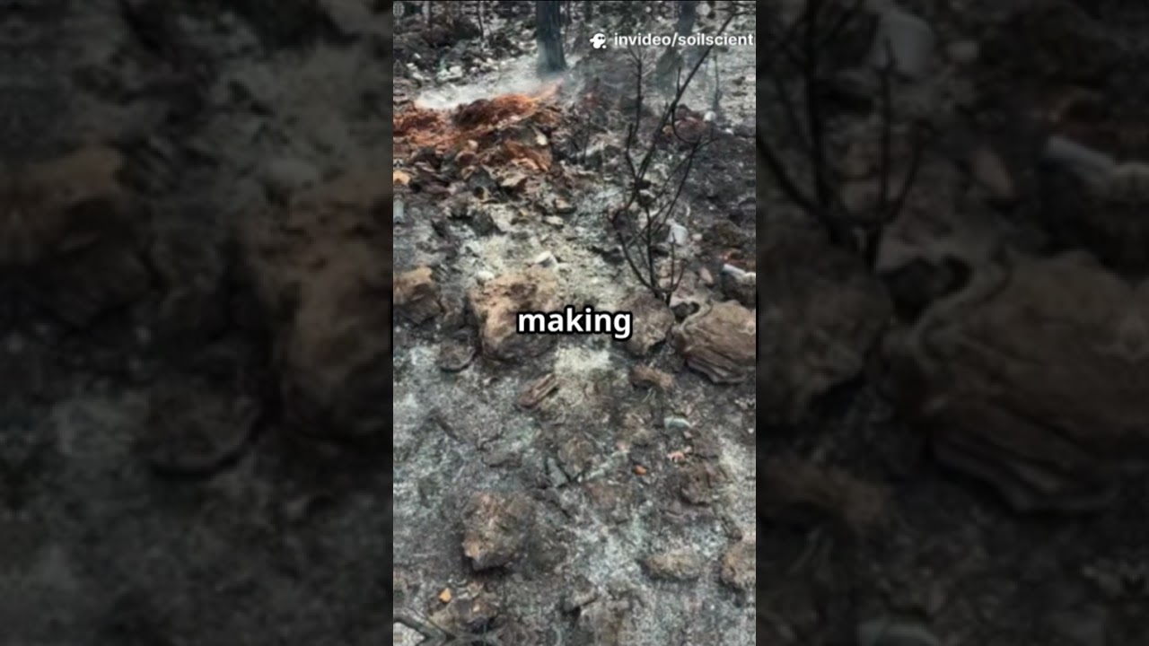 Effects of wildfire on soil properties of Mediterranean forest #soil #researchers #sciencefather