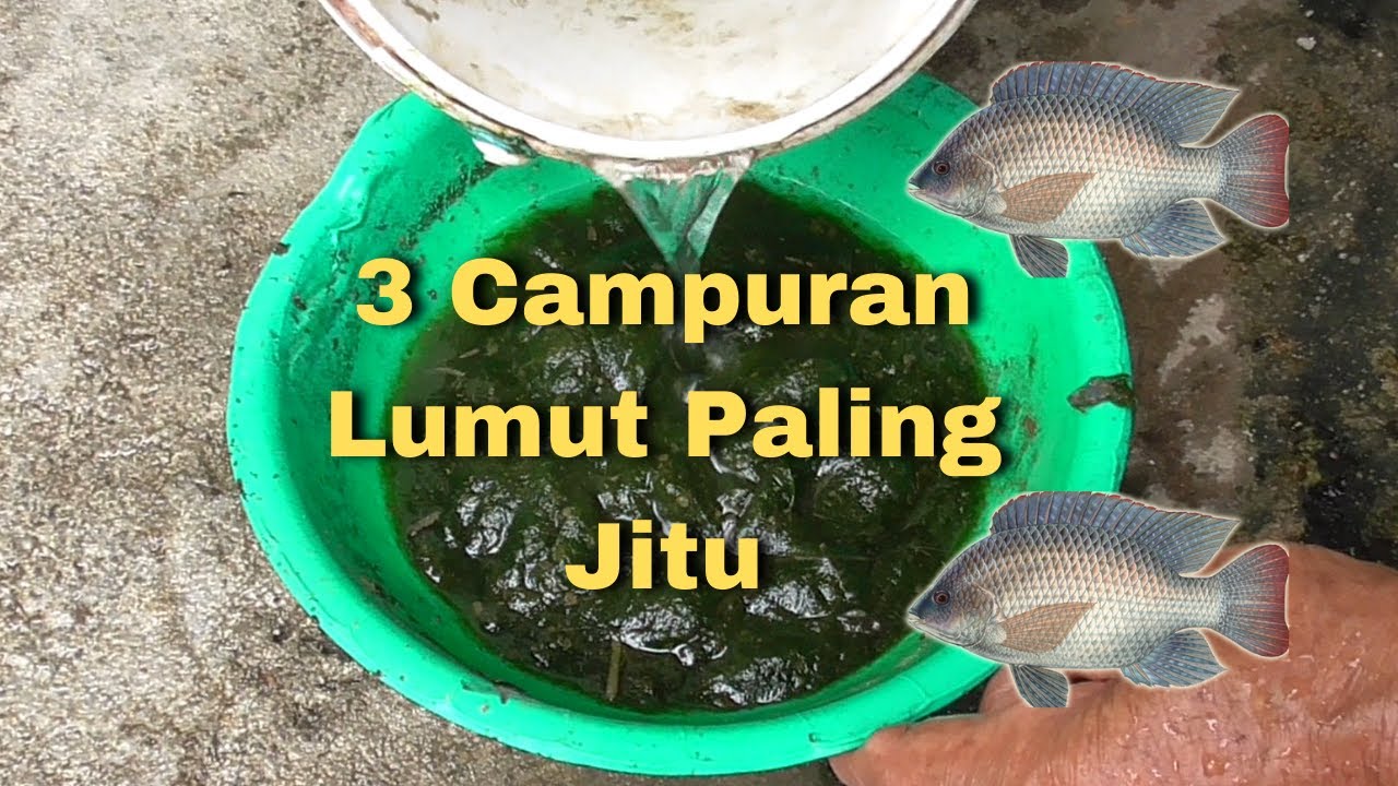 3 Campuran Lumut untuk Mancing Nila Liar yang Susah Makan Paling Jitu