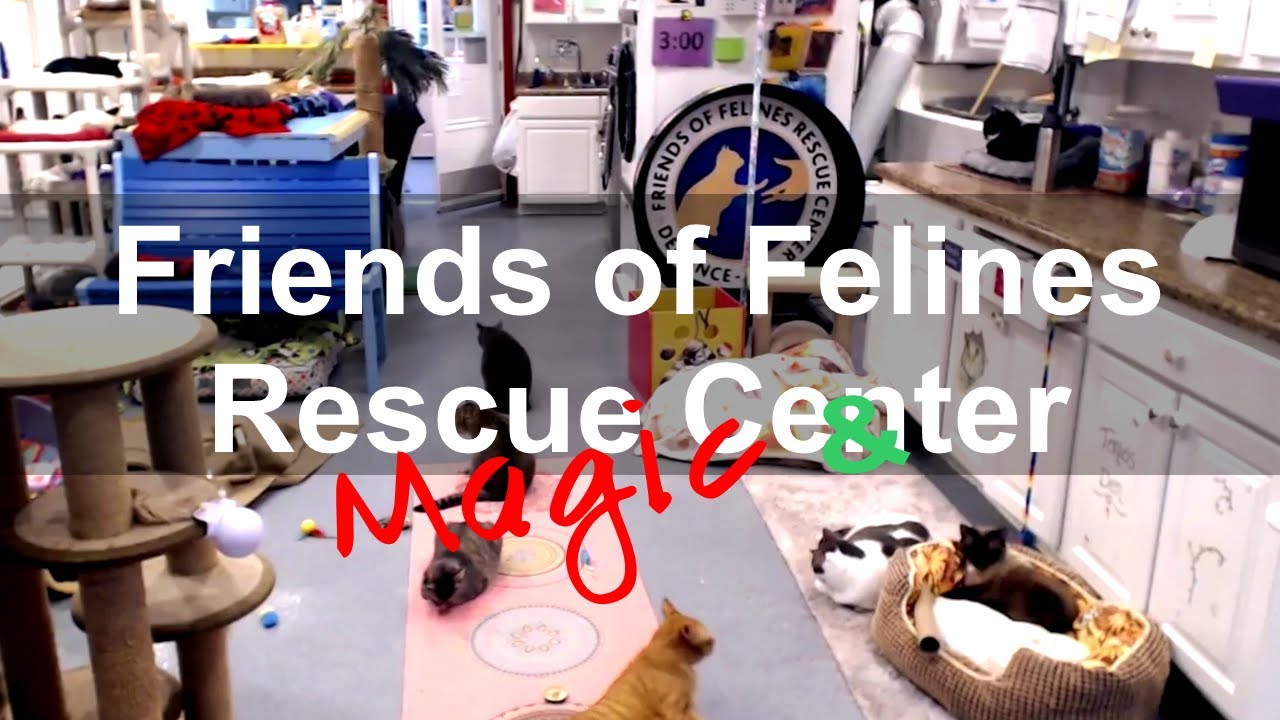 a few seconds Cats FFRC - magic, the wheel