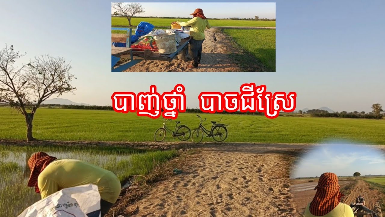 ជិះមកស្រែទៀត ហើយលើកនេះមក បាញ់ថ្នាំបាចជី