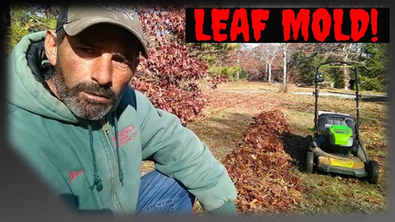 Make Leaf Mold: Turn Fallen leaves into compost.|| WILL IT GROW!