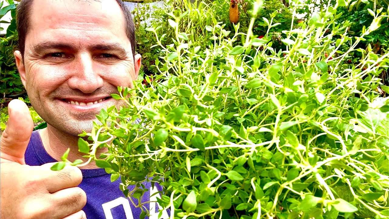 COMO PLANTAR TOMILHO E COMO ADUBA-LO PARA FICAR COM FOLHAS LINDAS