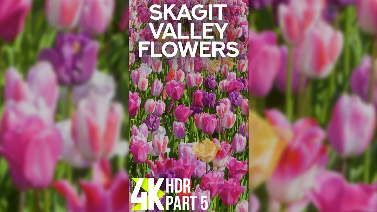 Amazing Colorful Tulips - Blooming Flowers of Skagit Valley for Vertical Screens 4K HDR - Part 5