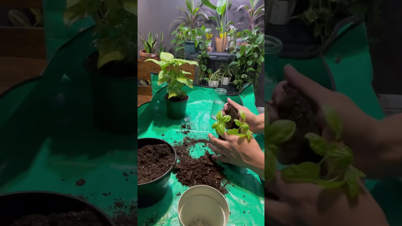 Planting Basil Cuttings! #basil #plants #repotting #growinginwater