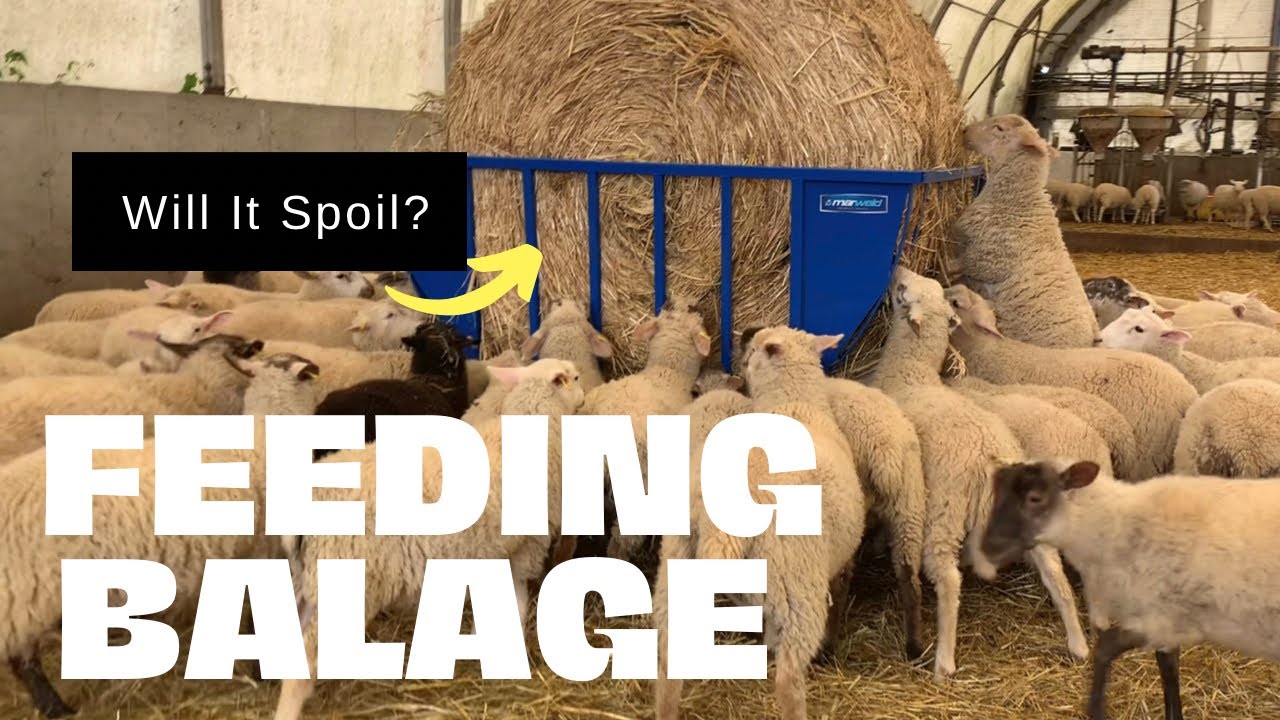 Introducing Balage as Feed to Lambs.  Hopefully they can eat it quick enough.