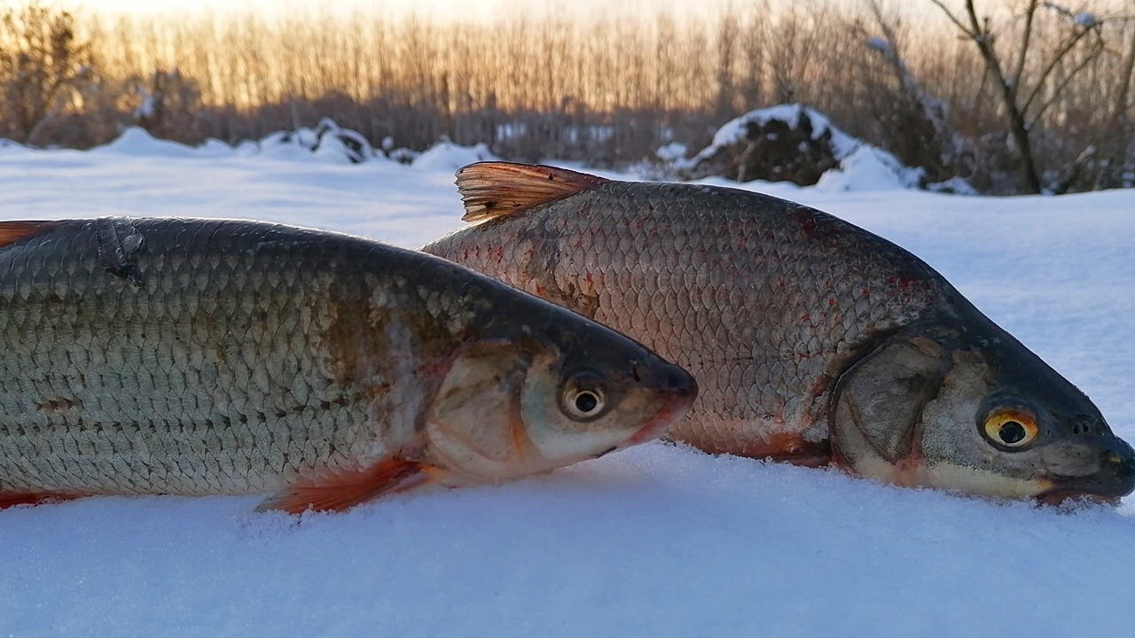 RIVER FISHING - BOLOGNESE KING - РЕЧНАТА ЧЕТВОРКА - РИБОЛОВ на МРЕНИ КЕФАЛИ МОРУНАЖИ и СКОБАРИ