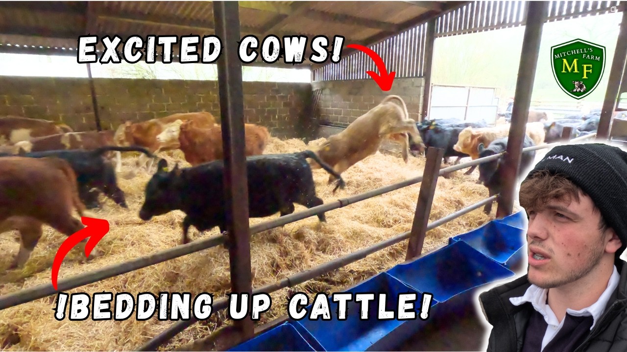 BEDDING UP NEW CATTLE!