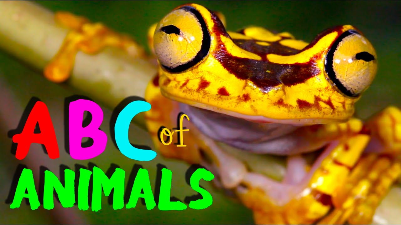 REAL ANIMAL ABC | Kids Alphabet Song
