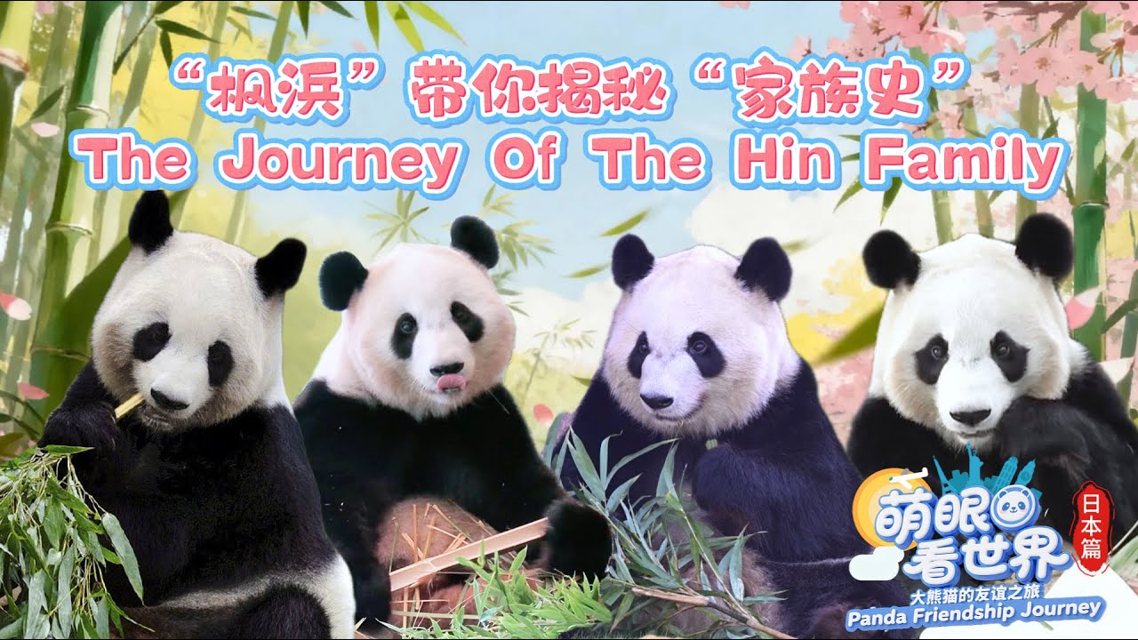 Следуйте за Пандой Фухин Посетите семью Хин | iPanda