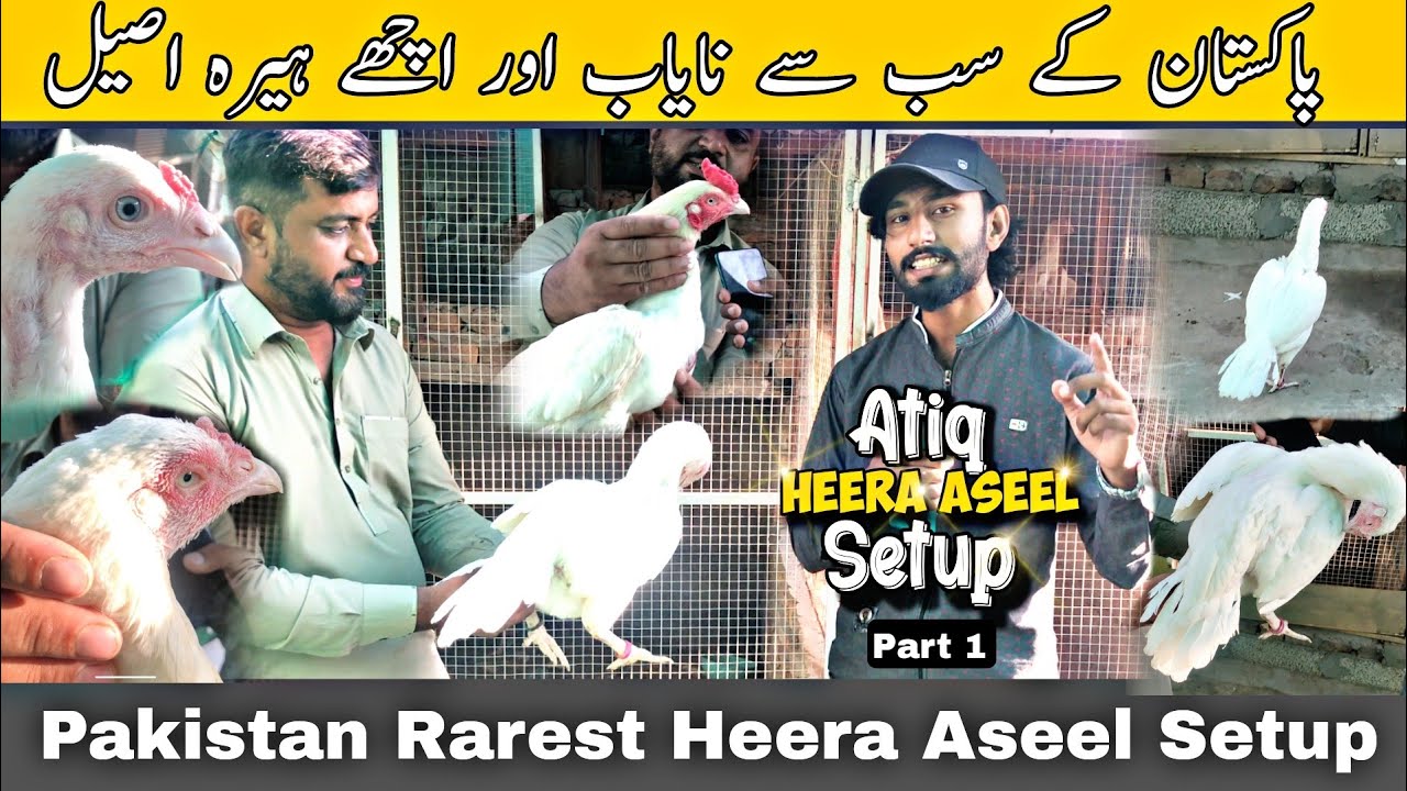 Pakistan K OLD Bloodline Heera Aseel Breed | Atiq Bhai Setup Rawalpindi | Heera Aseel Setup Part 1