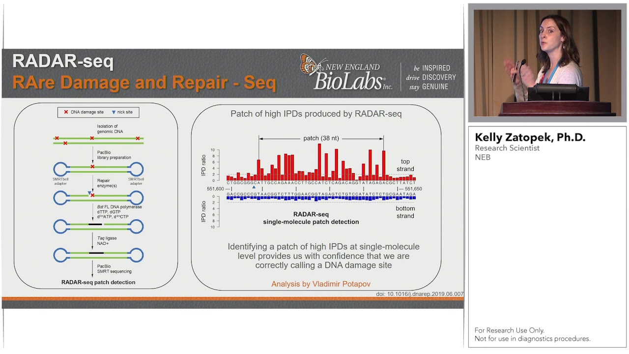 RADAR-seq: Utilizing SMRT Sequencing to Detect and Quantitate DNA Damage on a Genome-Wide Scale