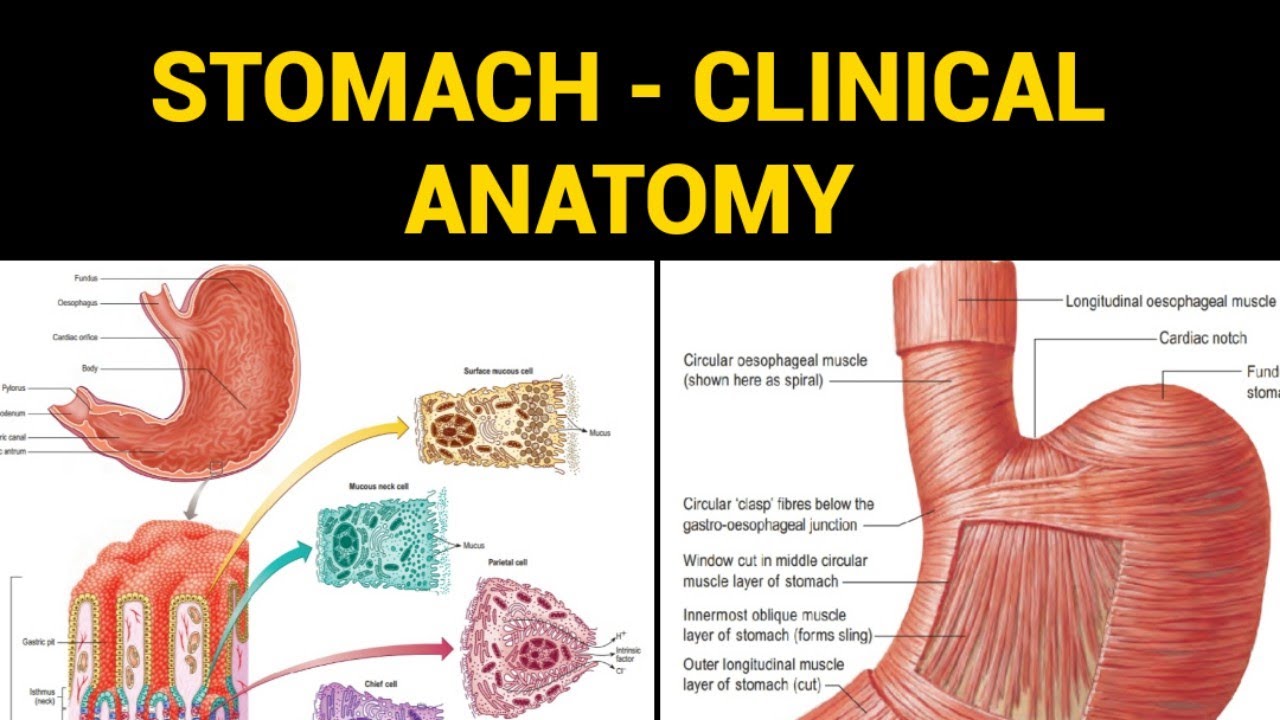 Clinical anatomy stomach