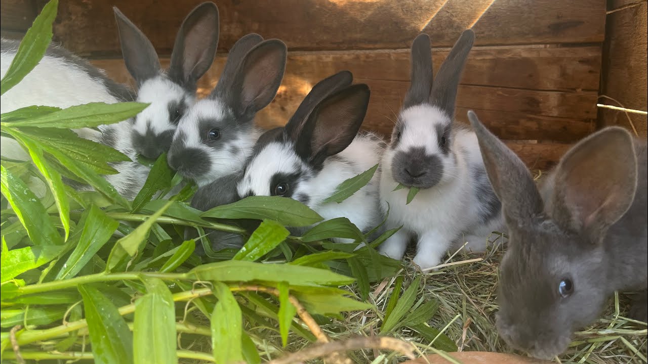 Zwischen Spargel, Obst und Kaninchenbabys - der ganz normale Selbstversorger Alltag😅