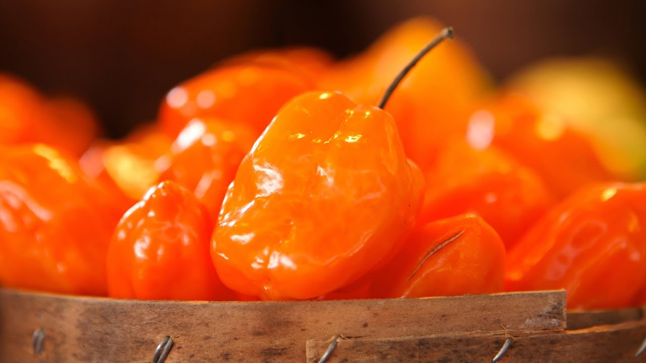 Producción de Chile Habanero y Capsaicina Cap 290