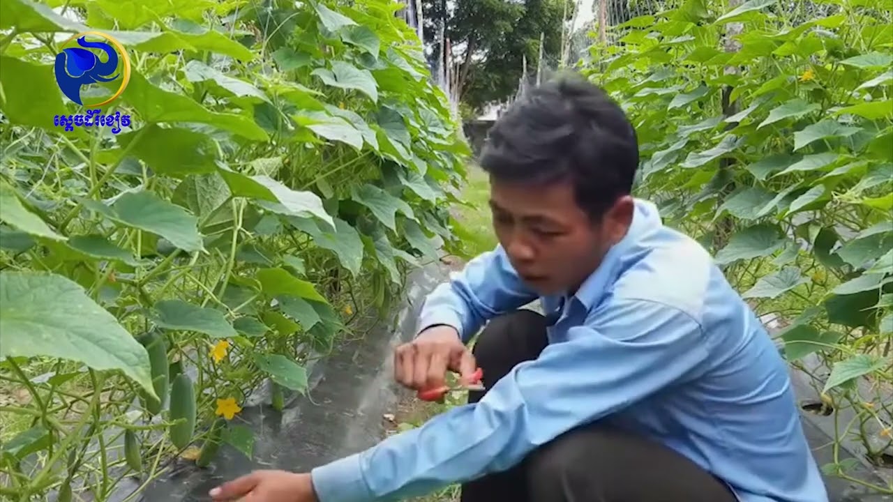 នេះជាបច្ចេកទេសដាំដំណាំត្រសក់ទ្រើងដែលបងប្អូនប្រជាកសិករគួរស្វែងយល់