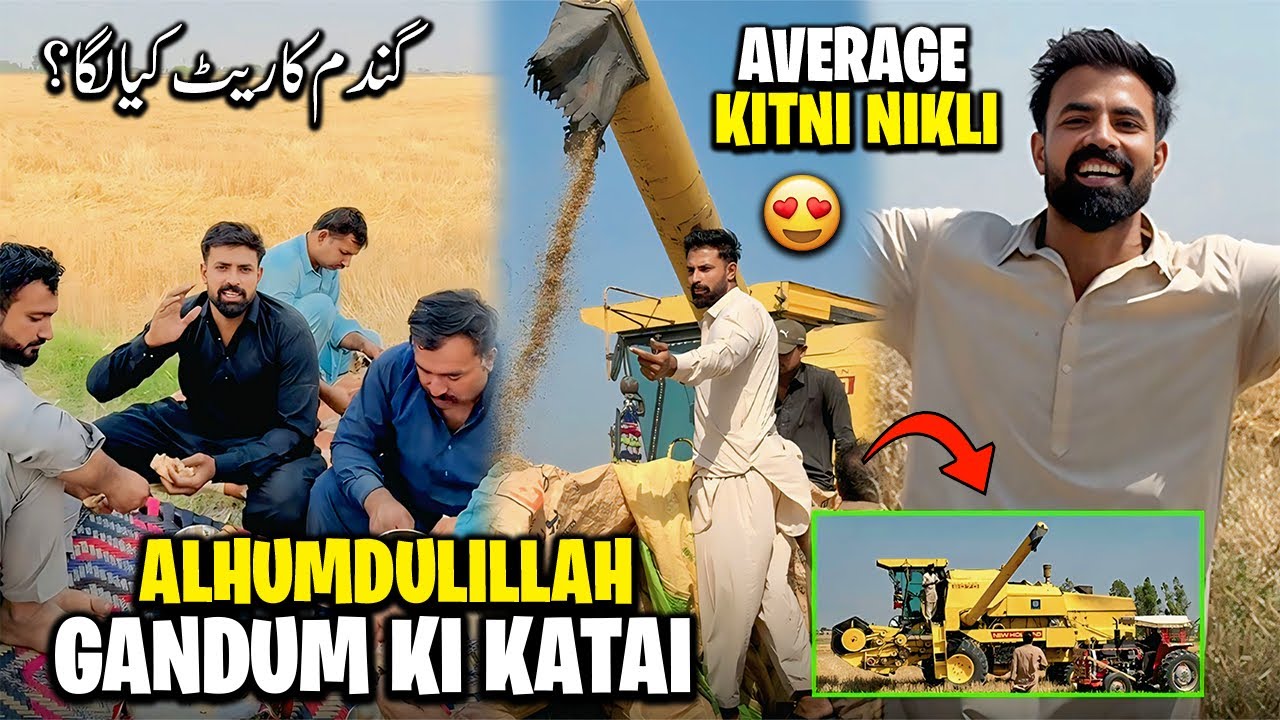 Gandum Ki Katai Start 😍 Average Kia Nikli 🤔 | آج جٹاں دے گھر پیسے اونے جٹ خوش