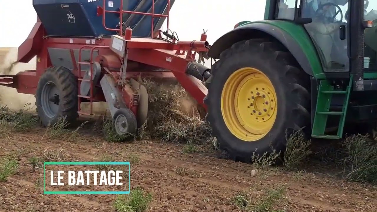 Récolte du haricot porte-graine - FNAMS