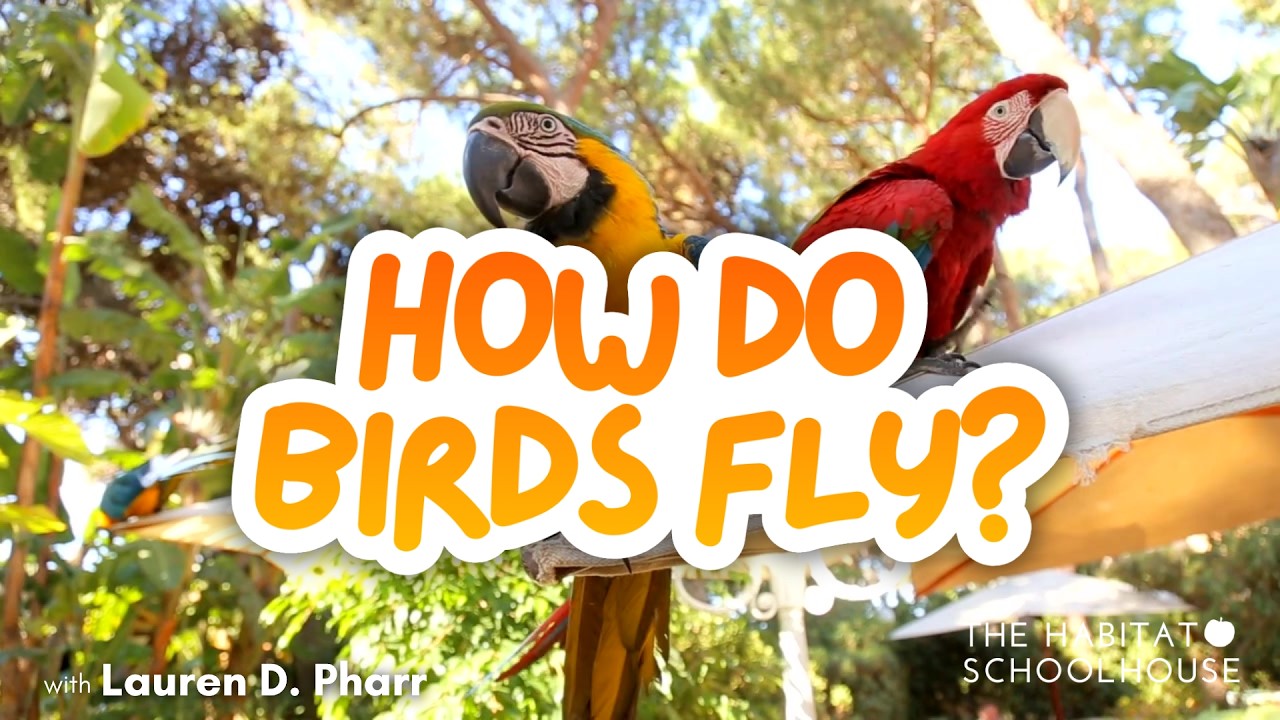 How Do Birds Fly? | Science Lesson for Kids with Ornithologist Lauren Pharr!