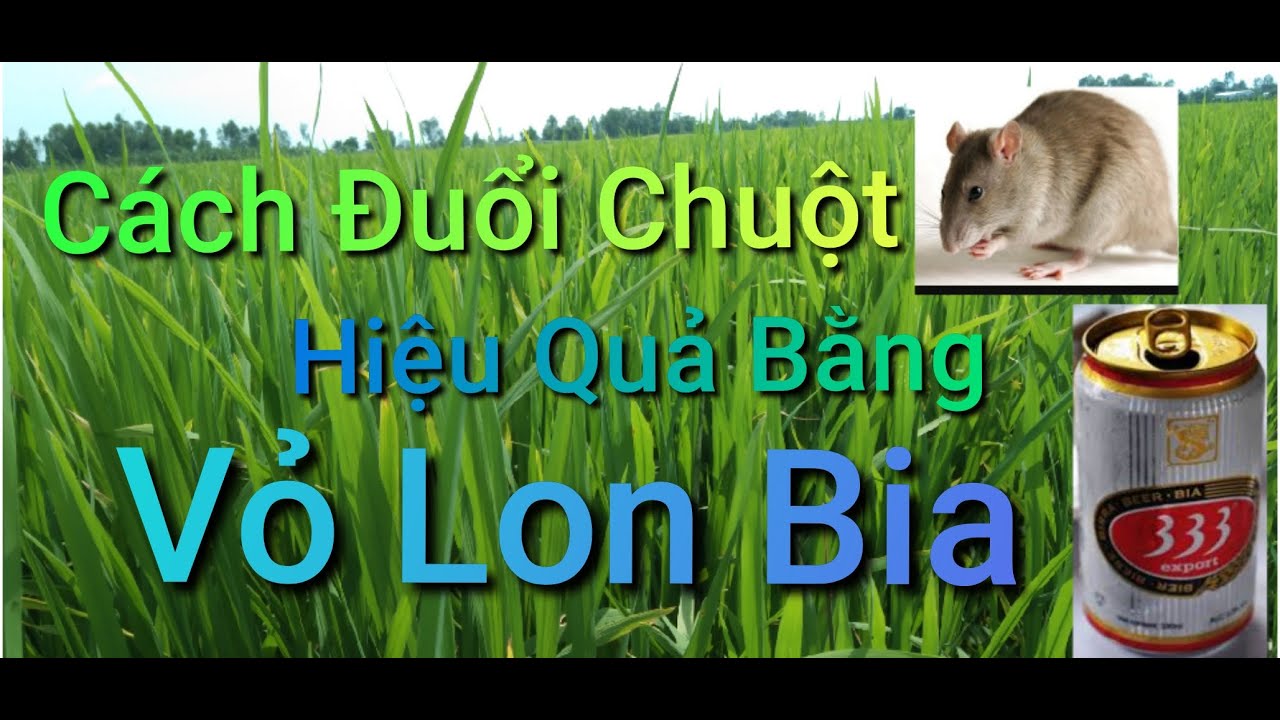 Cách Đuổi Chuột Bằng Vỏ Lon Bia Rất Hiệu Quả - how to get rid of mice # Nông Dân Miền Tây #