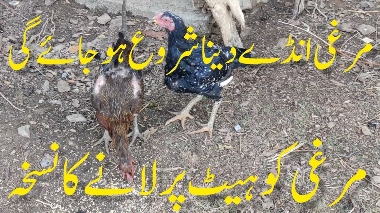 Coryza Ka Ilaj ! Nazla zukam Bukhar Gala khrab Ka Ilaj ! Infectious coryza ! Shah G Birds Farm