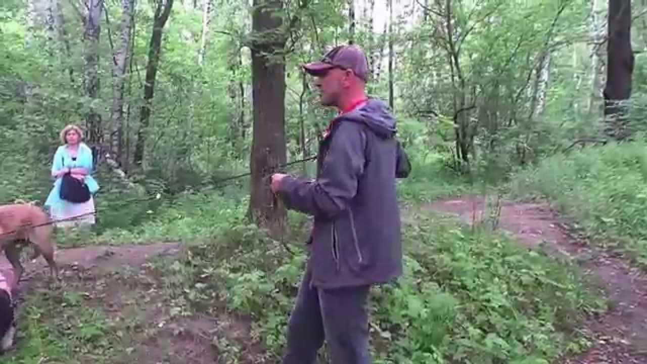 АНТУАН НАДЖАРЯН приучение к наморднику