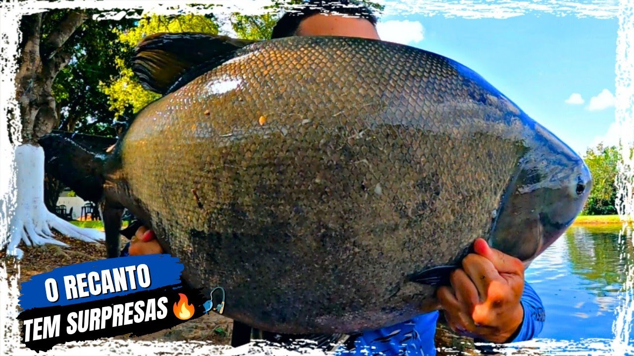 TAMBACU DE 21KG NUM LUGAR IMPROVÁVEL DO RECANTO TAMBAQUI!