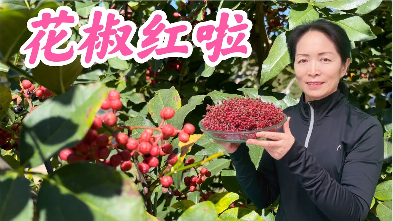 花椒采收的最佳时间。花椒粒的合理处理以及保存。如何科学地收集花椒种子。