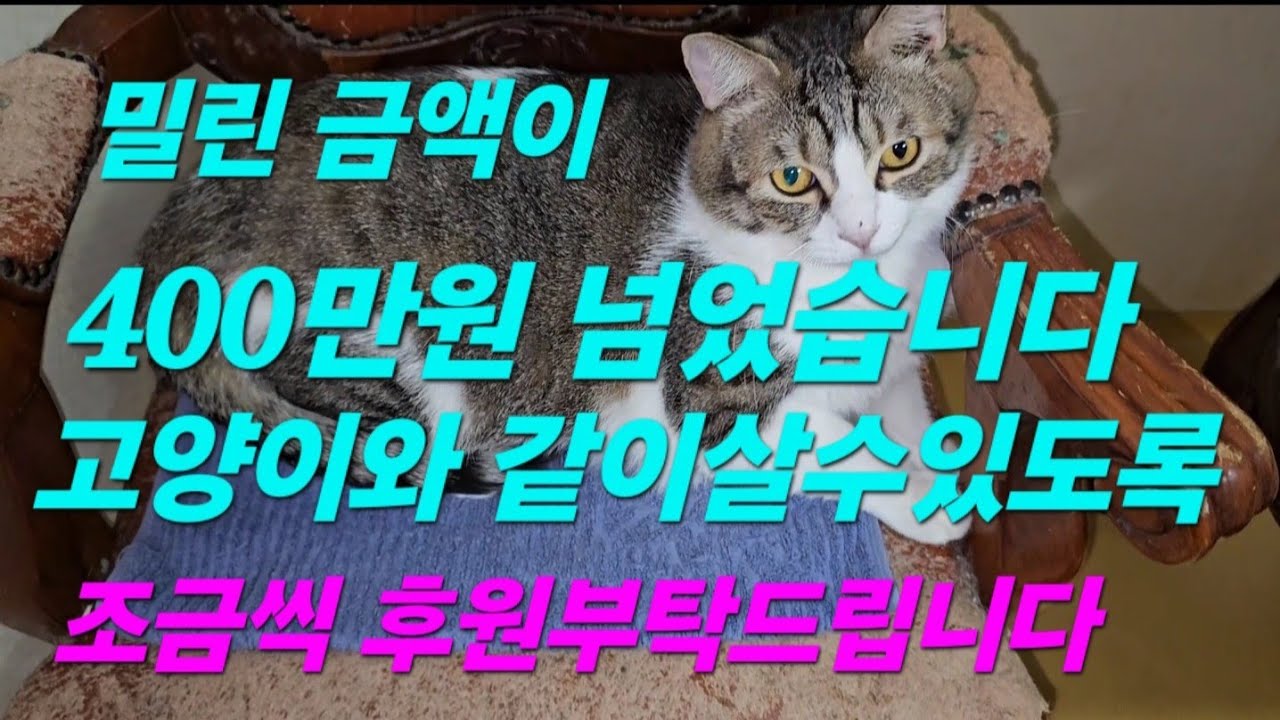밀린 대출금 때문에 고양이랑 쫒겨나지 않도록 후원으로 도움부탁드립니다 가스비 월세 등 400만원이 넘었어요 