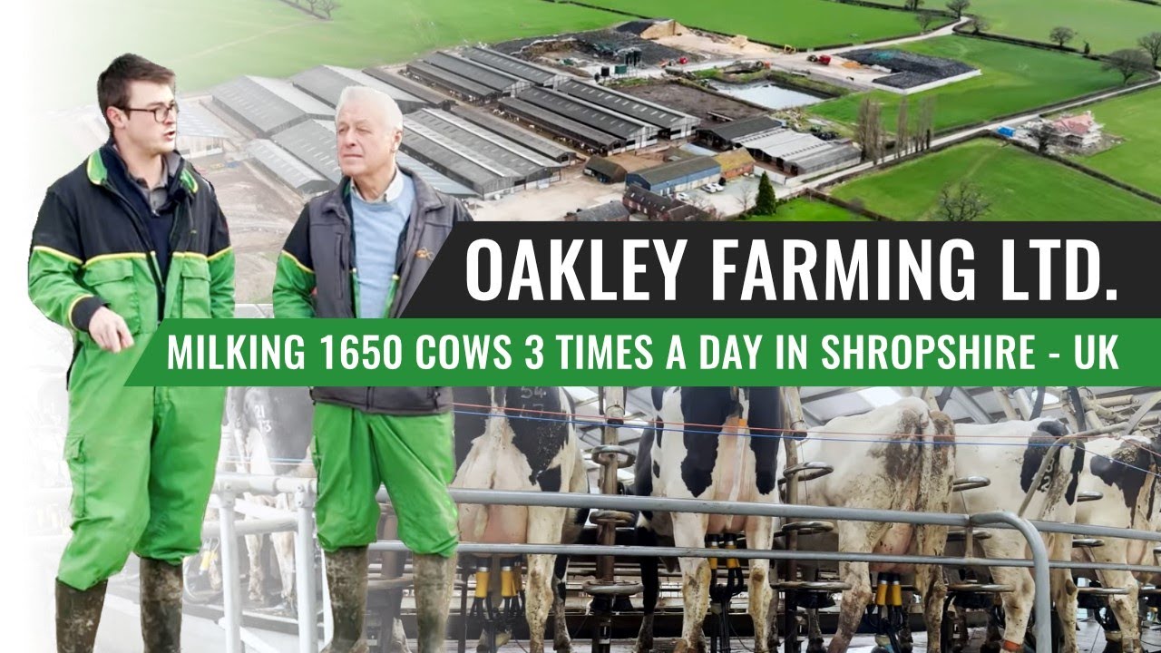 Oakley Farming Ltd. Milking 1650 Cows 3 Times a Day in Shropshire - UK